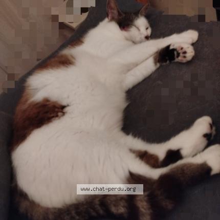 Photo 1/1 &Eacute;claire Chat lost in Courson les carrieres