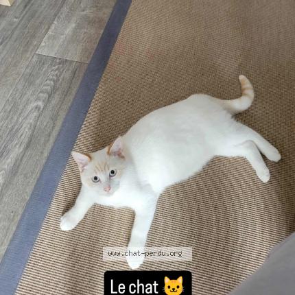 Photo 1/1 Milkey Chat lost in Hayange