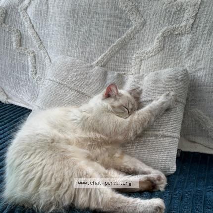 Photo 1/1 Bougnette Chat lost in Le gosier