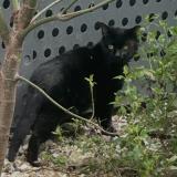 Picture of cat found at Aubervilliers