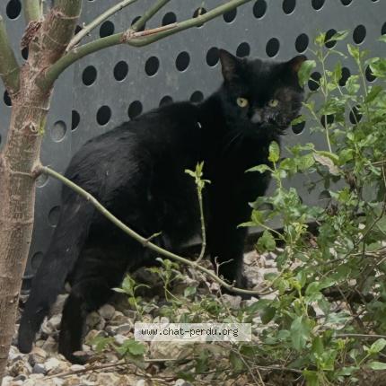 Photo 1/1 Found cat Found in Aubervilliers