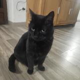 Picture of cat lost at Laons