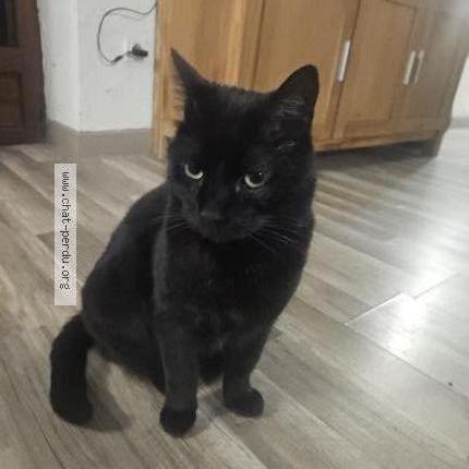 Photo 1/1 BAGHERA Chat lost in Laons