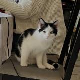 Picture of cat lost at Toulouse