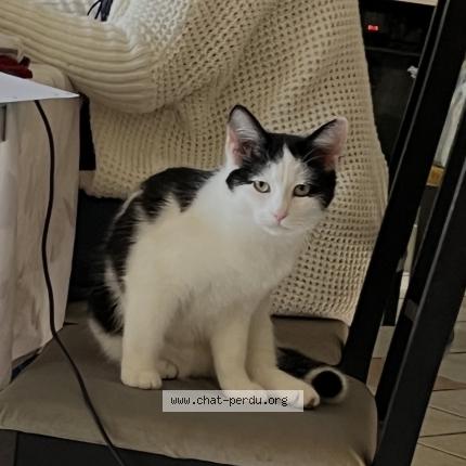 Photo 1/1 Iago Chat lost in Toulouse