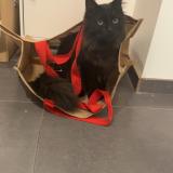 Picture of cat lost at Lempty