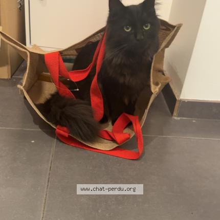 Photo 1/1 Arsène Chat lost in Lempty