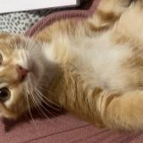 Picture of cat lost at Carbon Blanc