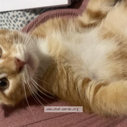 Photo 1/1 balou Chat lost in Carbon blanc