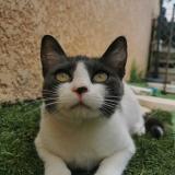 Picture of cat lost at Ille Sur Tet