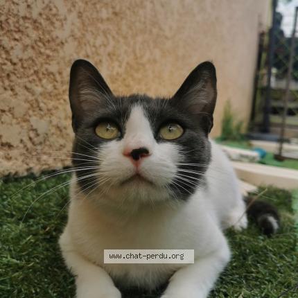 Photo 1/1 Kiara Chat lost in Ille sur tet