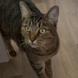 Picture of cat lost at Orange