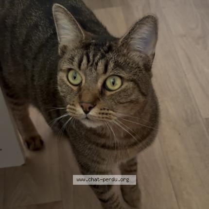 Photo 1/1 Draken Chat lost in Orange