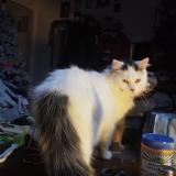 Picture of cat lost at Amiens