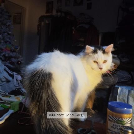 Photo 1/1 Lilo Chat lost in Amiens