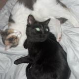 Picture of cat lost at Montreuil