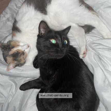 Photo 1/1 Souki Chat lost in Montreuil