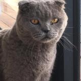 Picture of cat lost at Saint Barthelemy
