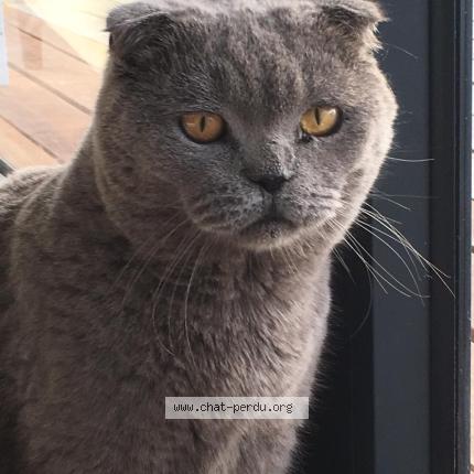 Photo 1/1 Laglue Chat lost in Saint barthelemy