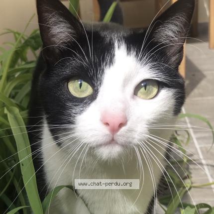 Photo 1/1 Olympe Chat lost in Carnin