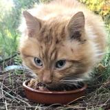 Picture of cat found at Saint Hippolyte Du Fort