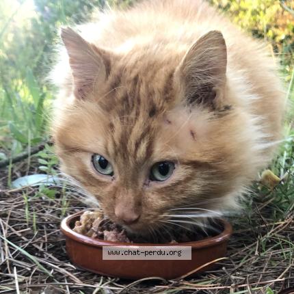 Photo 1/1 Found cat Found in Saint hippolyte du fort