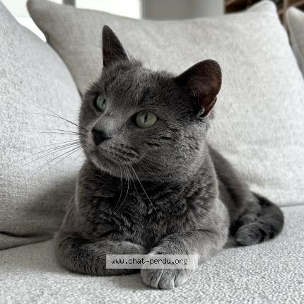 Photo 1/1 Joy Chat lost in Verson