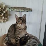 Picture of cat lost at La Mothe St Heray