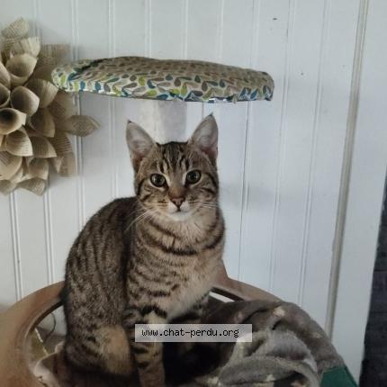 Photo 1/1 Atchoum ou tchoutchoum Chat lost in La mothe st heray