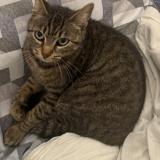 Picture of cat lost at Sainte Anne Sur Brivet