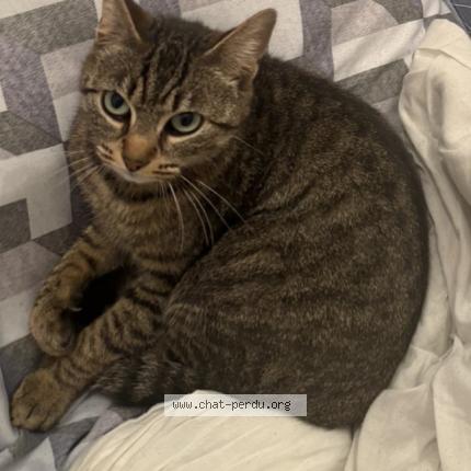 Photo 1/1 Romy Chat lost in Sainte anne sur brivet