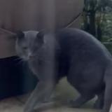 Picture of cat found at Garches