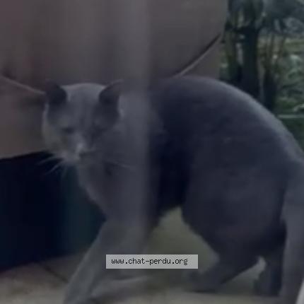 Photo 1/1 Found cat Found in Garches