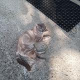 Picture of cat found at Tarbes