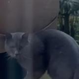 Picture of cat found at Garches