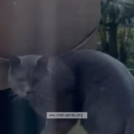 Photo 1/1 Found cat Found in Garches