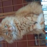 Picture of cat lost at Steenbevque