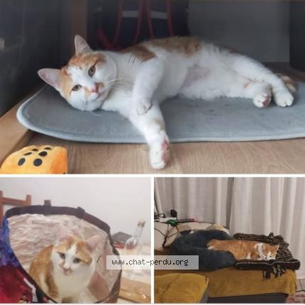 Photo 1/1 Valongo Chat lost in Montgiscard