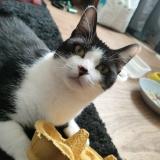 Picture of cat lost at Voiron