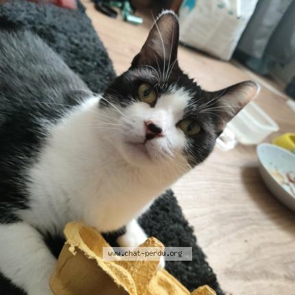 Photo 1/3 mira Chat lost in Voiron