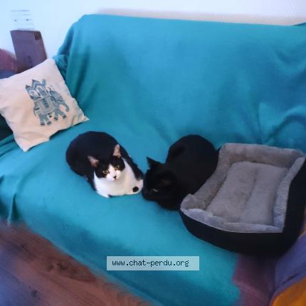 Photo 2/3 mira Chat lost in Voiron