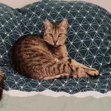 Picture of cat lost at Chaillevette