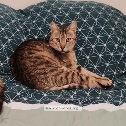 Photo 1/1 Kovou Chat lost in Chaillevette