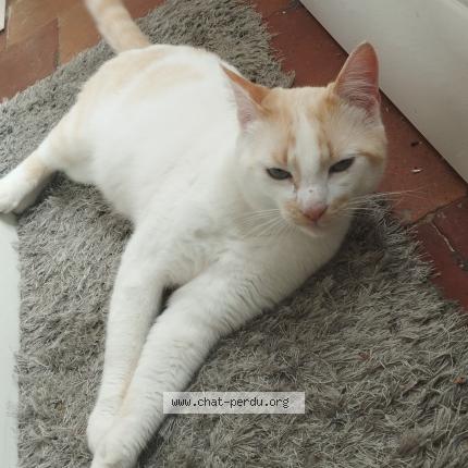 Photo 1/1 Thor Chat lost in Saint gervais