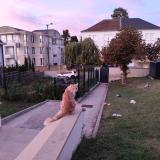 Picture of cat lost at Metz