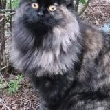 Picture of cat lost at Lherm