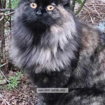 Photo 1/1 Noisette Chat lost in Lherm