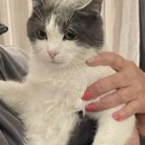 Picture of cat lost at Saint Raphael