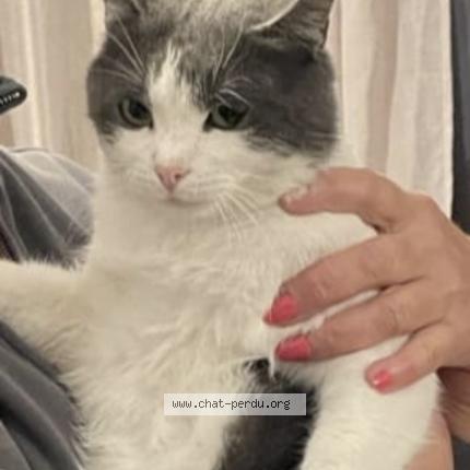 Photo 1/1 Cortes Cindy Chat lost in Saint raphael