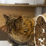 Picture of cat found at Saint Etienne